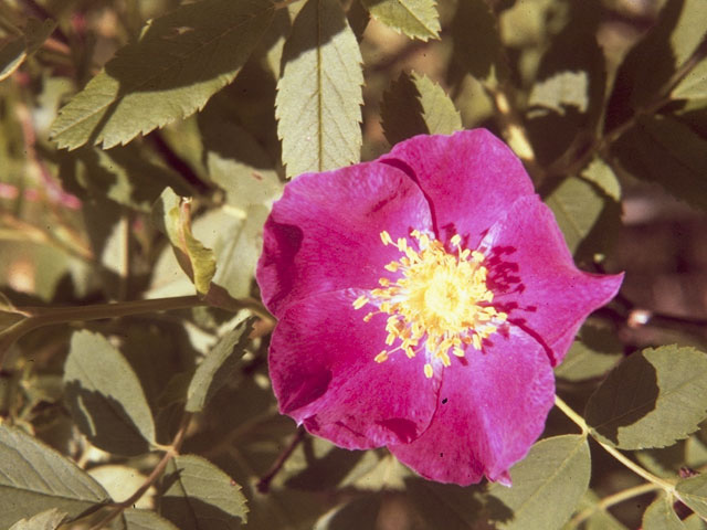 Rosa woodsii (Woods' rose) #8359
