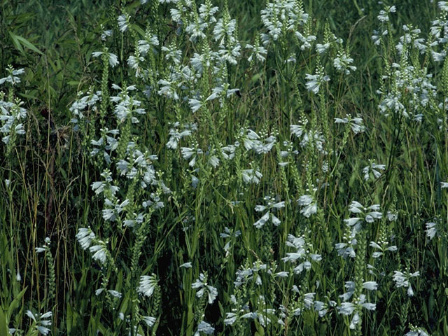 Physostegia virginiana ssp. virginiana (Obedient plant) #8408