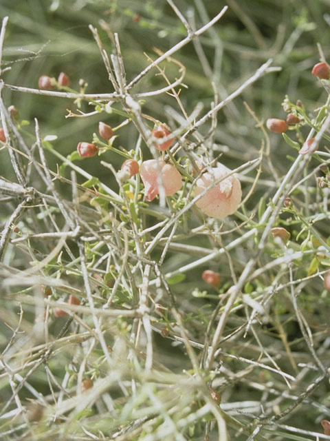Salazaria mexicana (Mexican bladdersage) #8434