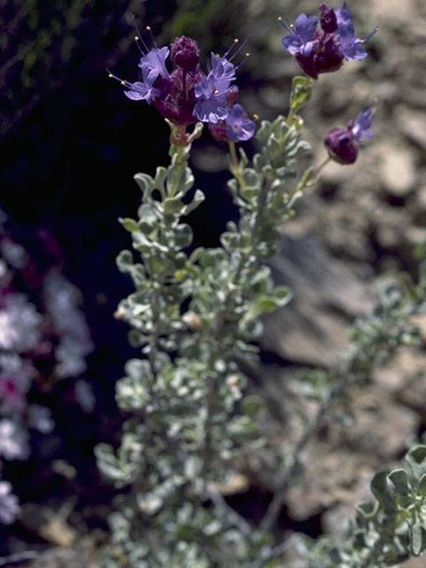 Salvia dorrii var. incana (Purple sage) #8449