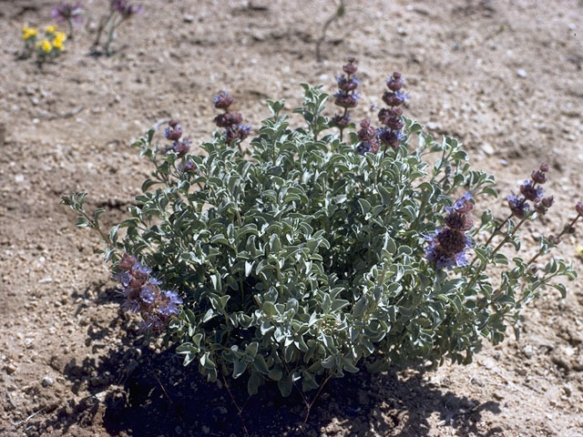 Salvia dorrii var. incana (Purple sage) #8450