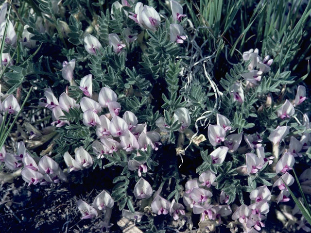 Astragalus parryi (Parry's milkvetch) #8505