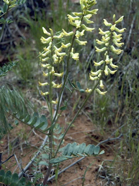 Astragalus praelongus (Stinking milkvetch) #8511