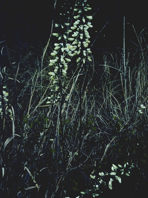 Baptisia alba var. macrophylla (Largeleaf wild indigo) #8535