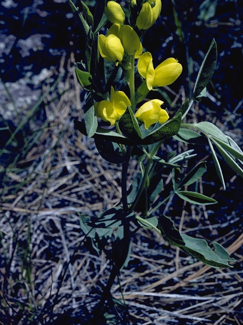 Baptisia sphaerocarpa (Yellow wild indigo) #8543