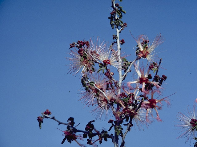 Calliandra eriophylla (Pink fairyduster) #8560