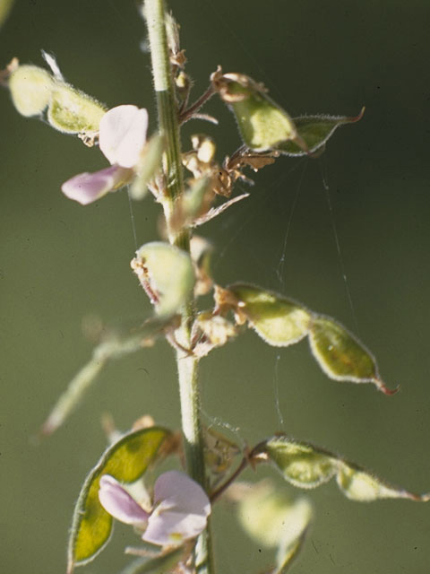 Desmodium sessilifolium (Sessileleaf ticktrefoil) #8684