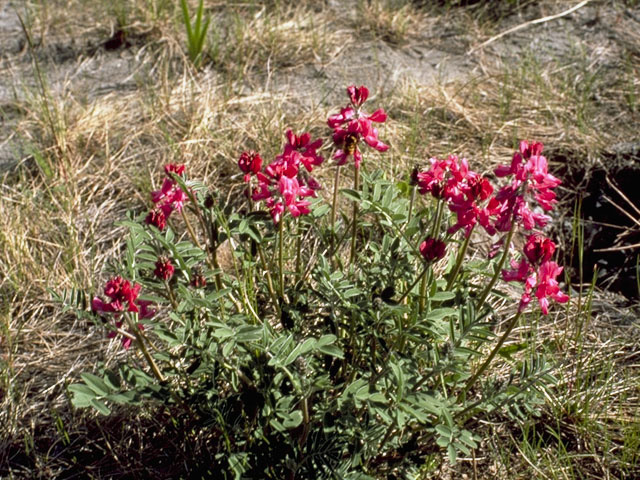 Hedysarum boreale ssp. mackenziei (Northern sweetvetch) #8710
