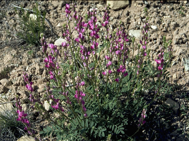 Lathyrus pauciflorus (Steppe sweetpea) #8735