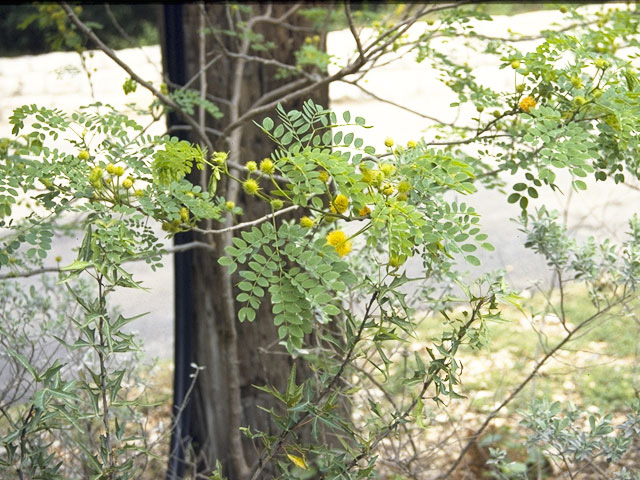 Leucaena retusa (Goldenball leadtree) #8753