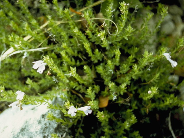 Hedeoma apiculata (Mckittrick's false pennyroyal) #8795