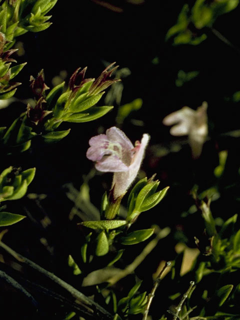 Hedeoma apiculata (Mckittrick's false pennyroyal) #8796