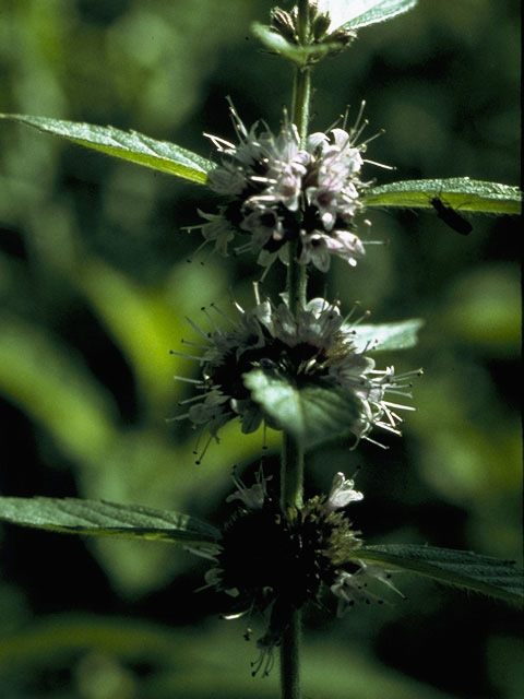 Mentha arvensis (Wild mint) #8826