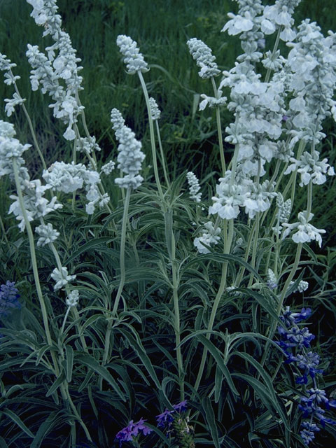 Salvia farinacea (Mealy blue sage) #8868