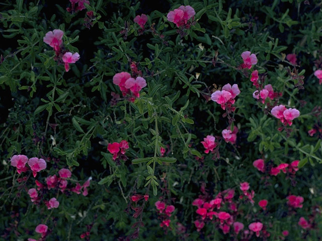 Salvia greggii (Autumn sage) #8878