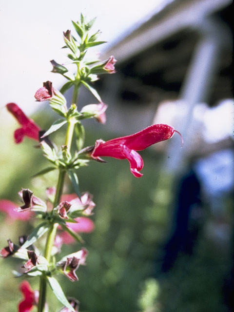 Salvia pentstemonoides (Big red sage) #8891