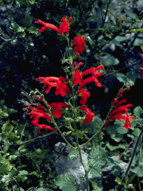 Salvia roemeriana (Cedar sage) #8897