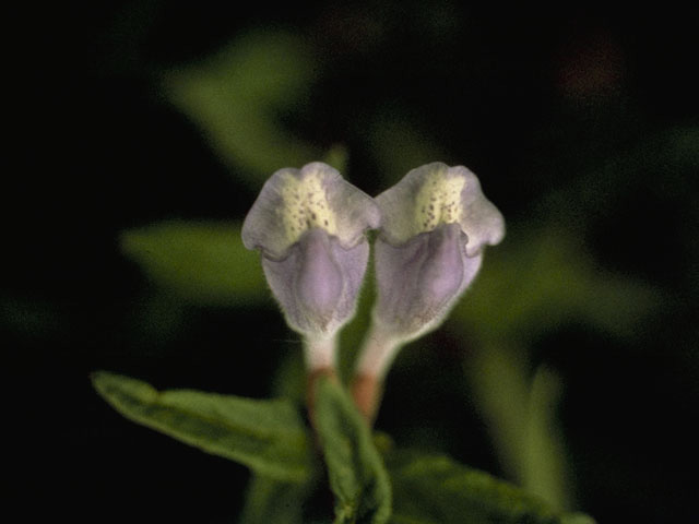 Scutellaria galericulata (Marsh skullcap) #8922