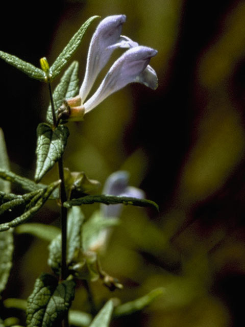 Scutellaria galericulata (Marsh skullcap) #8923