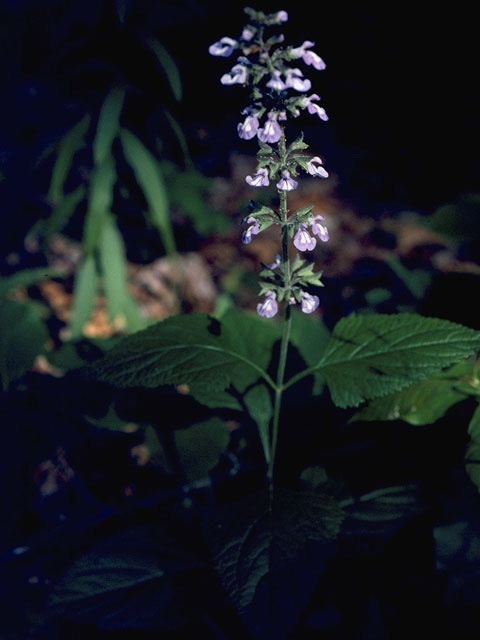 Salvia urticifolia (Nettleleaf sage) #8936