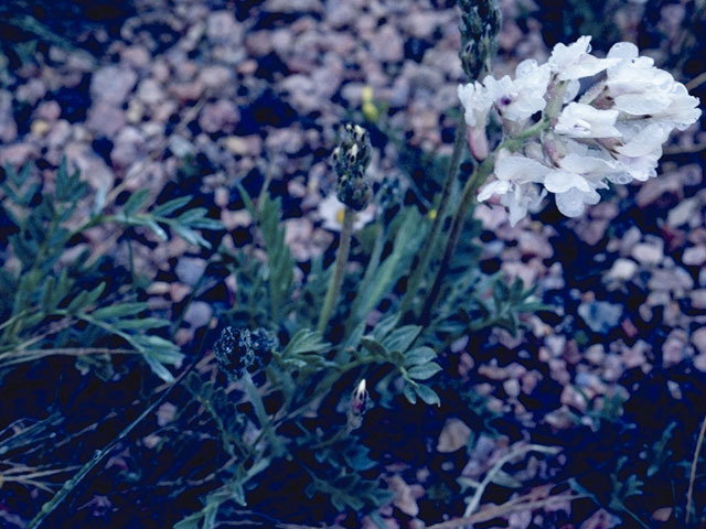 Astragalus agrestis (Purple milkvetch) #8981