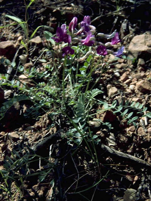 Astragalus alpinus (Alpine milkvetch) #8986
