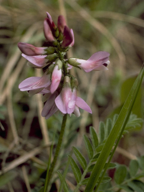Astragalus alpinus (Alpine milkvetch) #8987