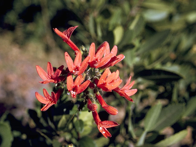 Astragalus coccineus (Scarlet locoweed) #8997