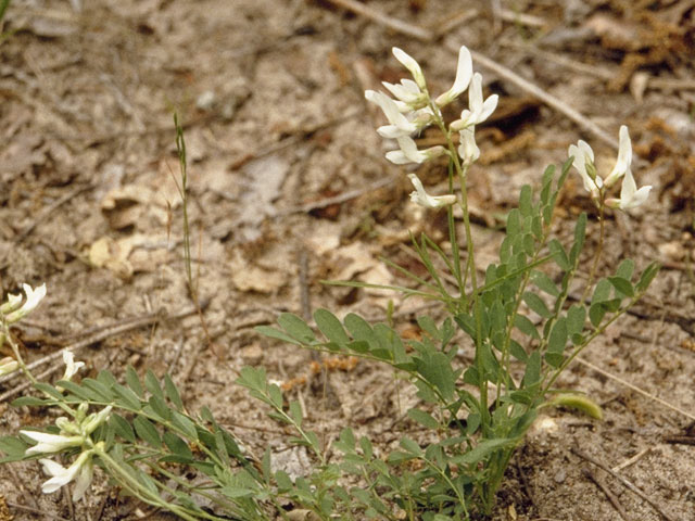 Astragalus distortus (Ozark milkvetch) #9007