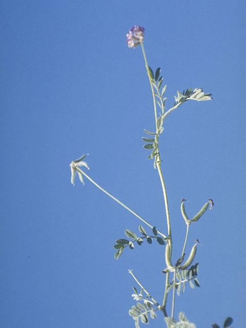 Astragalus nuttallianus (Nuttall's milkvetch) #9026