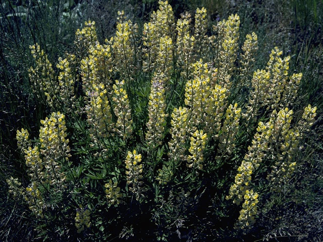 Lupinus arbustus ssp. calcaratus (Longspur lupine) #9040
