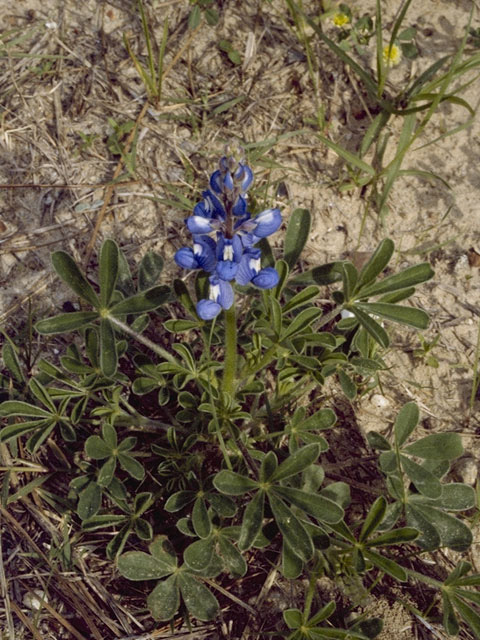 Lupinus subcarnosus (Texas bluebonnet) #9101