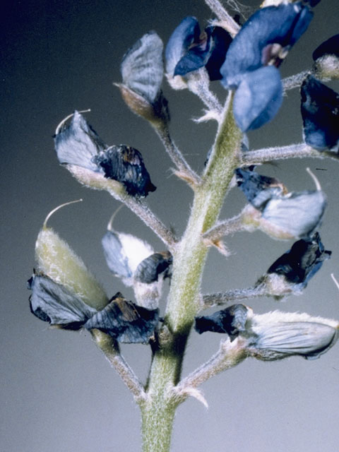 Lupinus texensis (Texas bluebonnet) #9115