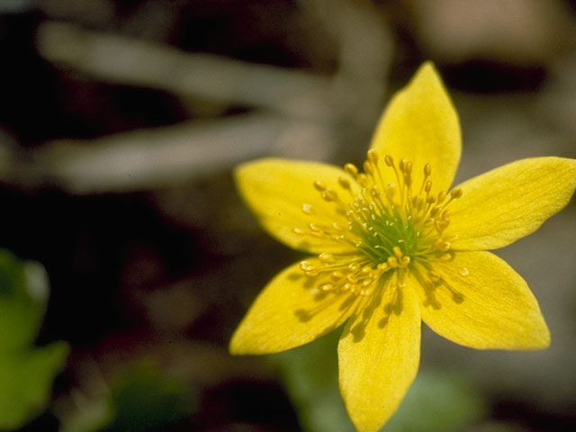 Anemone richardsonii (Yellow thimbleweed) #9227