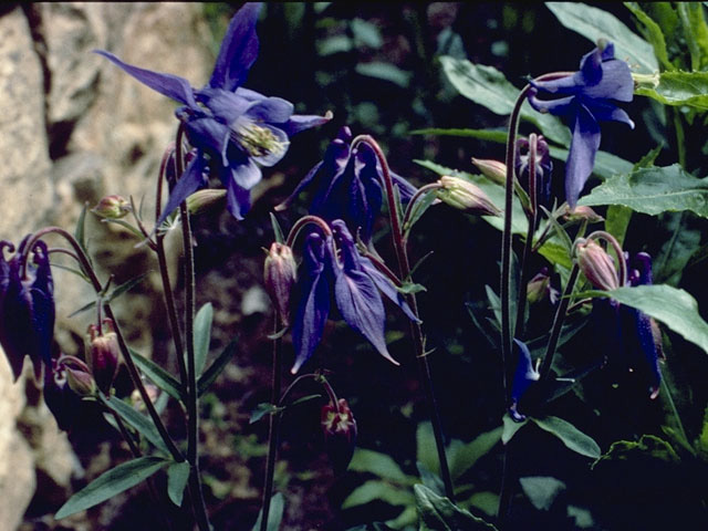 Aquilegia coerulea (Colorado blue columbine) #9244