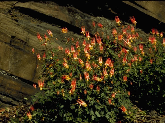 Aquilegia canadensis (Eastern red columbine) #9255