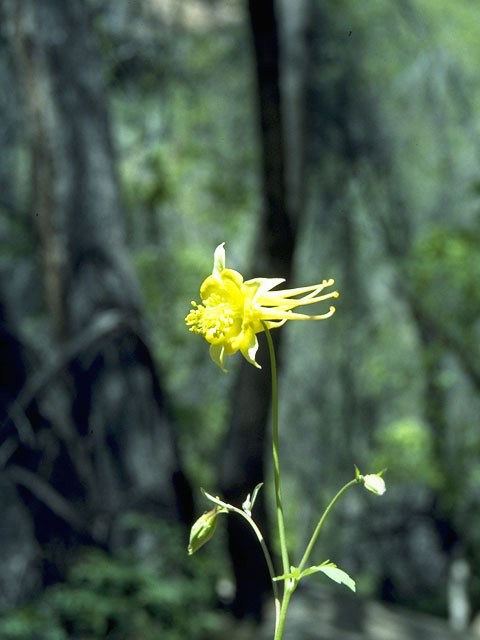 Aquilegia chrysantha (Golden columbine) #9267