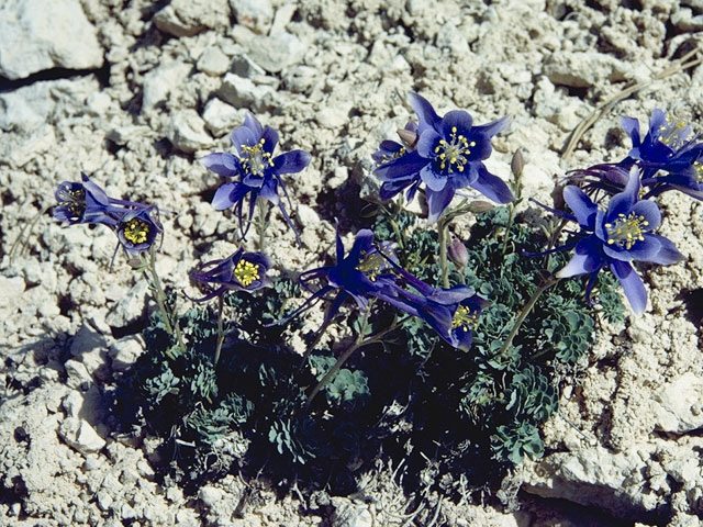 Aquilegia scopulorum (Utah columbine) #9298