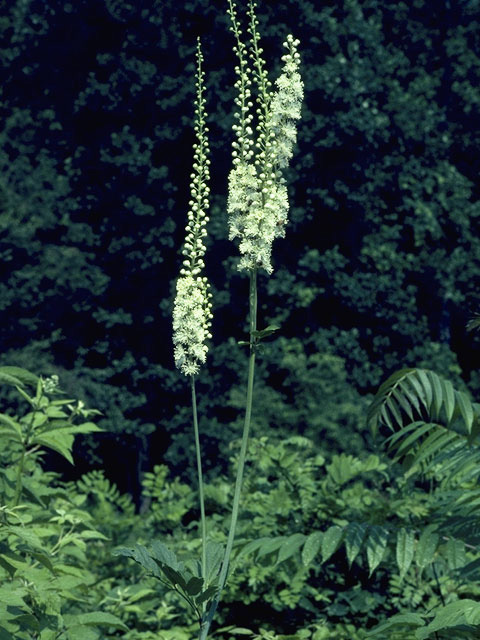 Actaea racemosa var. racemosa (Black cohosh) #9316