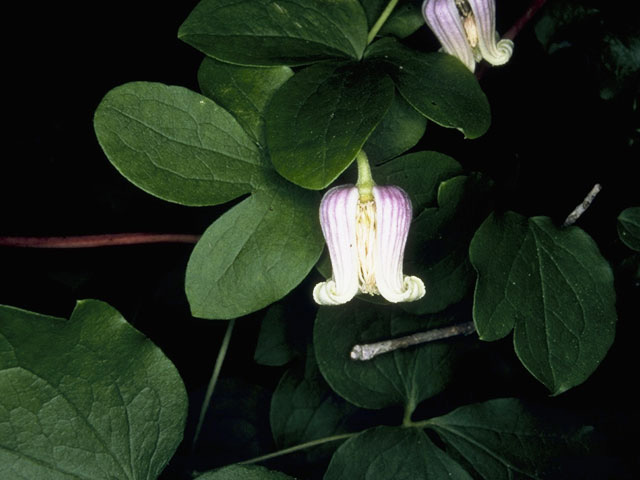 Clematis pitcheri (Purple leatherflower) #9347