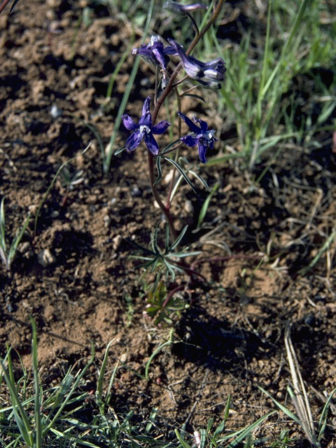 Delphinium alpestre (Colorado larkspur) #9382