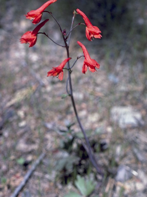 Delphinium cardinale (Scarlet larkspur) #9388
