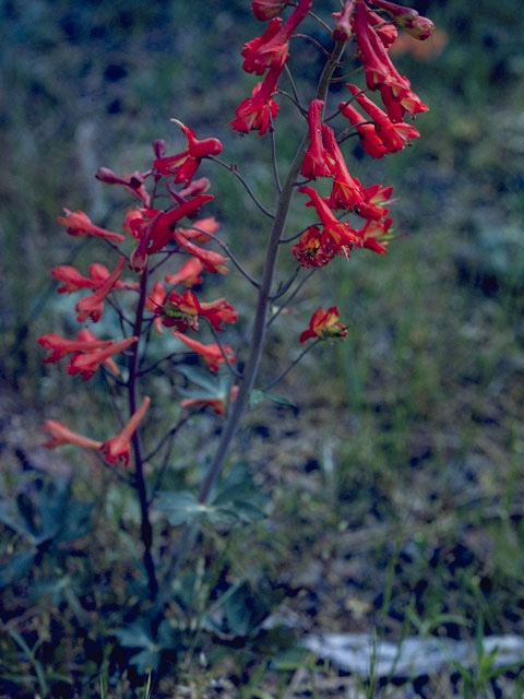 Delphinium cardinale (Scarlet larkspur) #9390