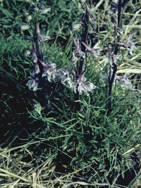 Delphinium hansenii (Eldorado larkspur) #9408