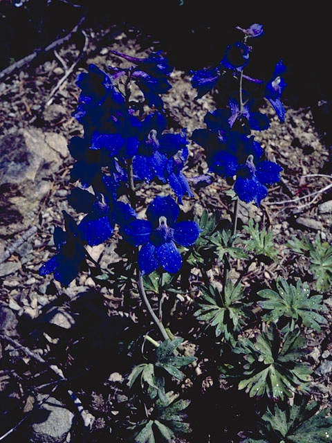 Delphinium variegatum (Royal larkspur) #9441