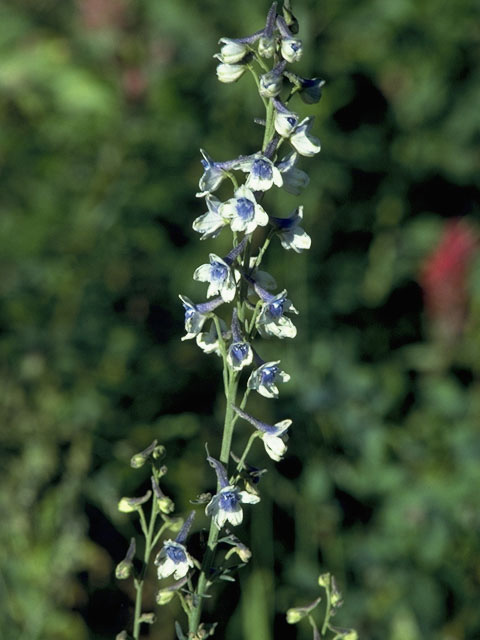 Delphinium carolinianum ssp. virescens (Carolina larkspur) #9443