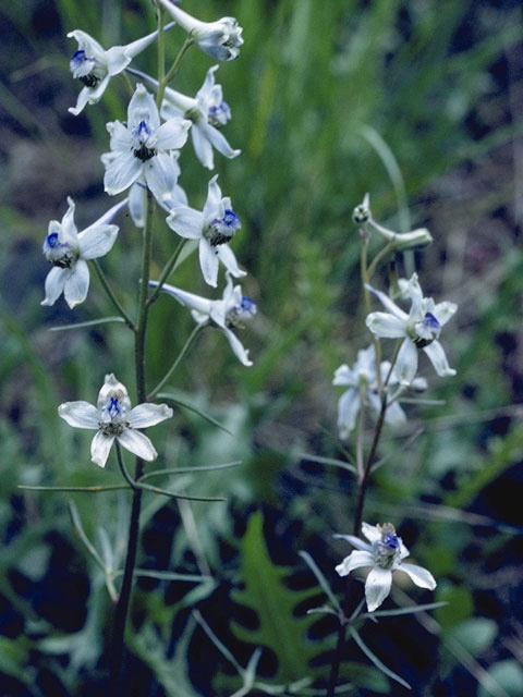 Delphinium carolinianum ssp. virescens (Carolina larkspur) #9444