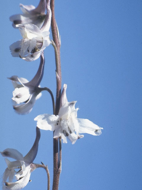 Delphinium carolinianum ssp. virescens (Carolina larkspur) #9446