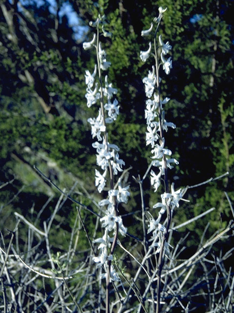 Delphinium carolinianum ssp. virescens (Carolina larkspur) #9450
