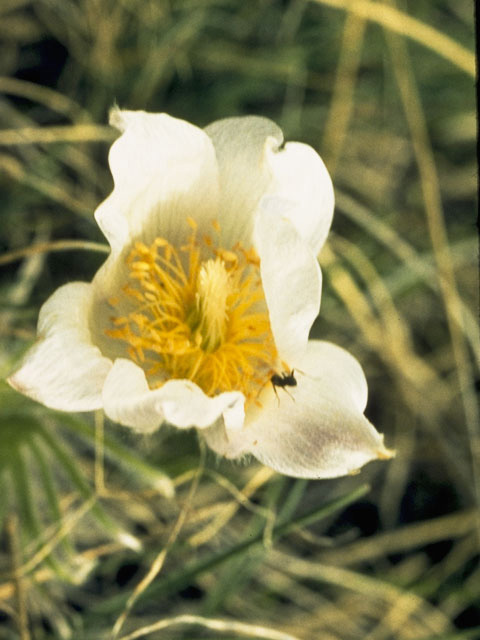 Pulsatilla patens (Eastern pasqueflower) #9465